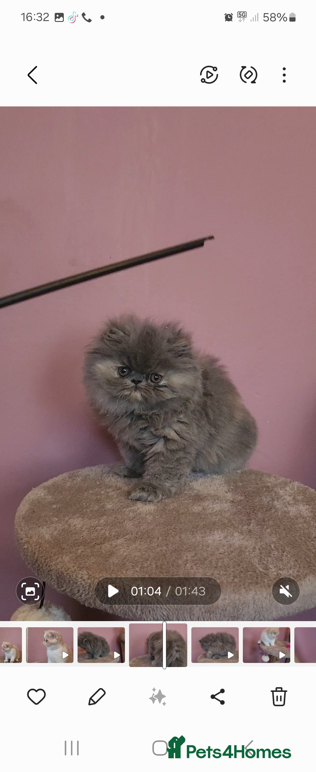 Exotic cats for sale: OUTSTANDING  QUALITY EXOTIC  KITTENS - Image 6
