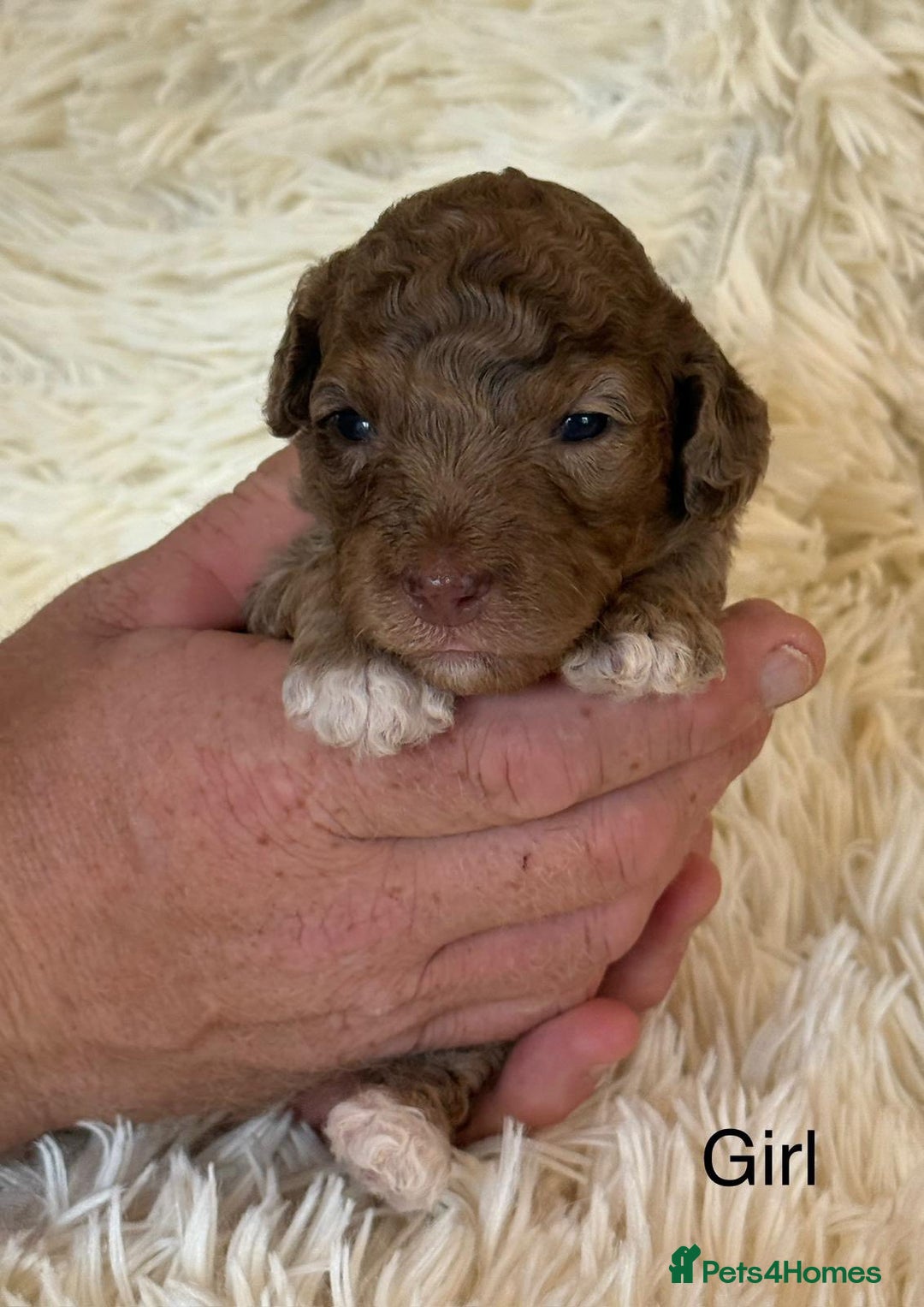 Cockapoo dogs for sale: beautiful merle cockapoo pups, ready 19th August - Image 11