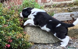 Border Collie dogs for sale: Two Male Border Collie Puppies Medium Coated. - Image 2