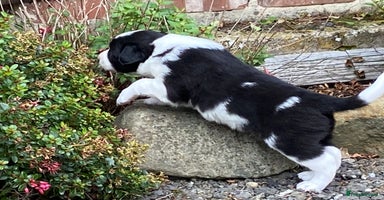 Border Collie dogs - Advert 11