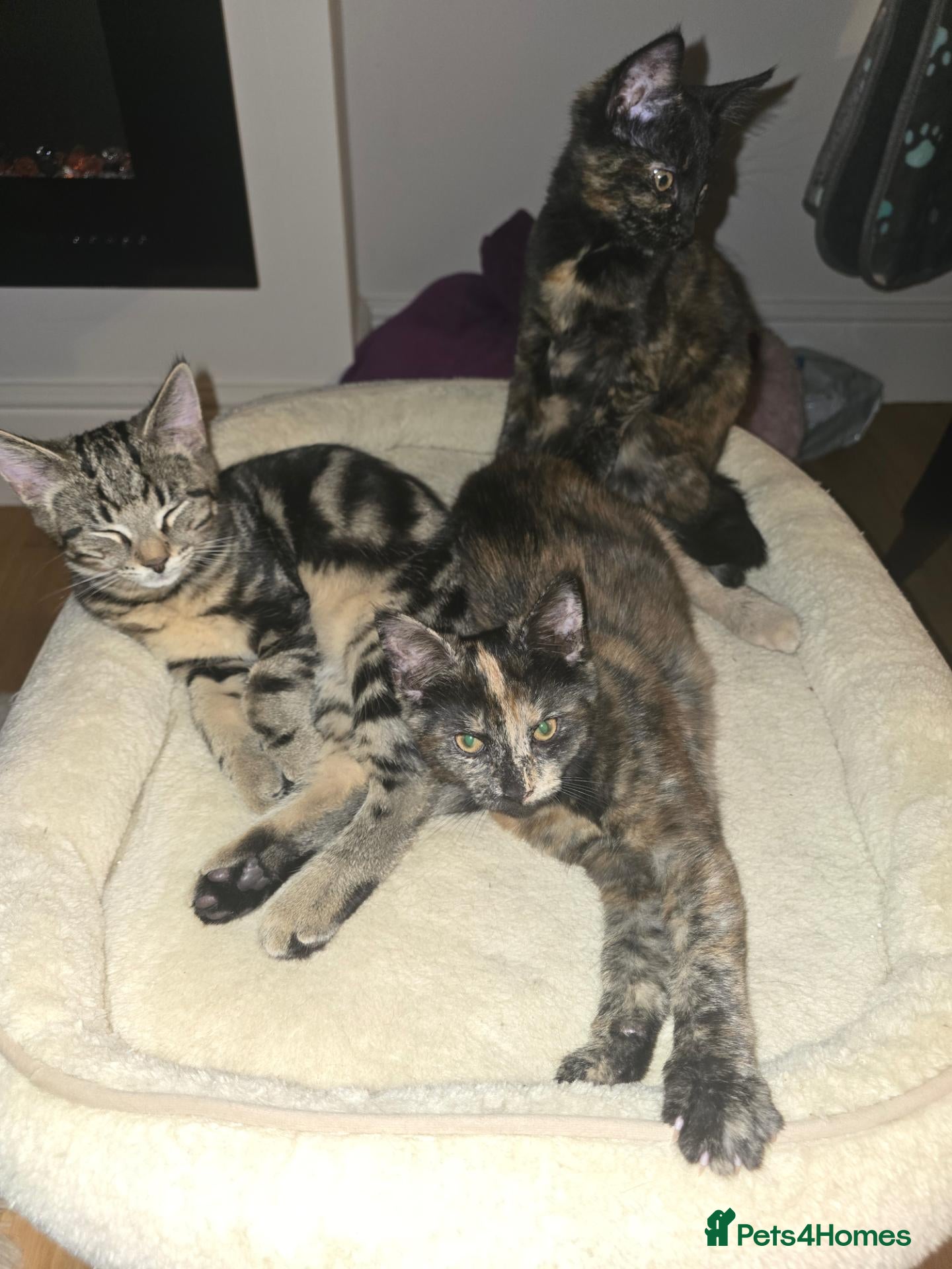 Mixed Breed cats Maine Coon mix - Advert 1