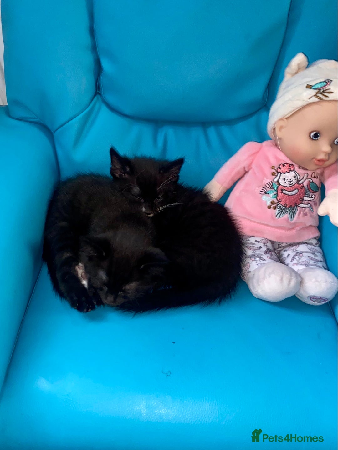 Mixed Breed cats for sale: Bombay x Tabby little girls - Image 8
