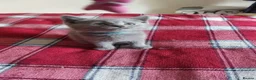 British Shorthair cats for sale: Beatiful Mix-Breed Kittens  in Croydon - Advert 4