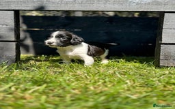 English Springer Spaniel dogs for sale: Springer Spaniel Puppies - Image 6
