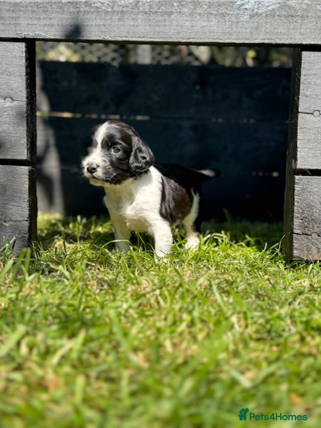 English Springer Spaniel dogs for sale: Springer Spaniel Puppies - Image 6