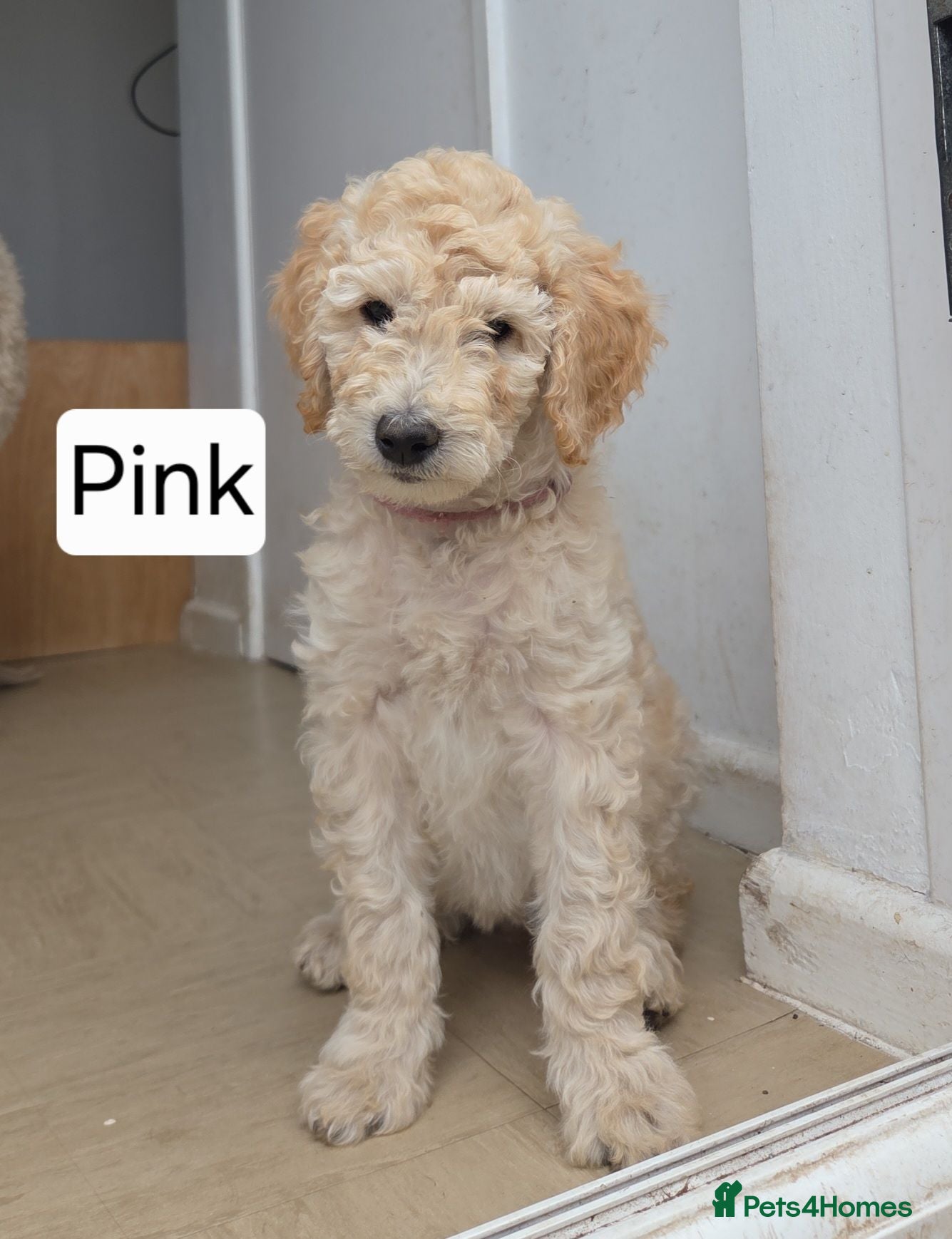 Labradoodle dogs Standard Multigeneration Labradoodle Backcross - Advert 8
