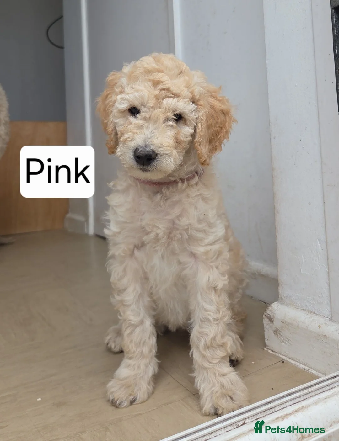 Labradoodle dogs for sale: Standard Multigeneration Labradoodle Backcross - Advert 1
