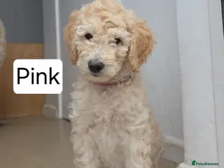 Labradoodle dogs Standard Multigeneration Labradoodle Backcross - Advert 8