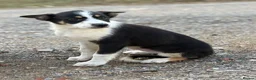 Border Collie dogs for sale: Pedigree border collie puppies  - Advert 7