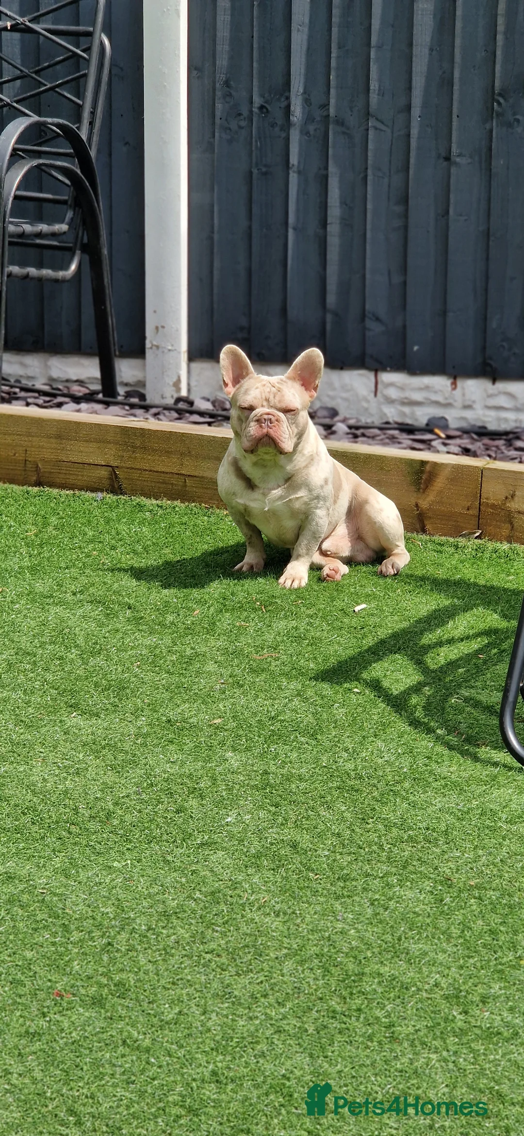 French Bulldog dogs for stud: 🚨proven🚨newshade merle stud 🎯🤯🔥🤏🏻🧬 in Tipton - Advert 3