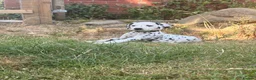 Dalmatian dogs for sale: ++Baer tested last male ready to leave  - Advert 13