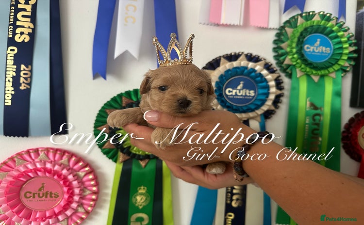 Maltipoo dogs - Advert 3