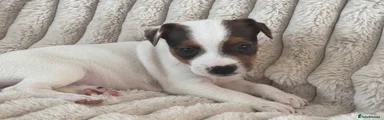 Jack Russell Puppy 1