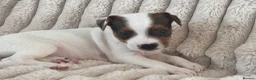 Jack Russell dogs for sale: Smooth coated tan and white jack russels  - Advert 4