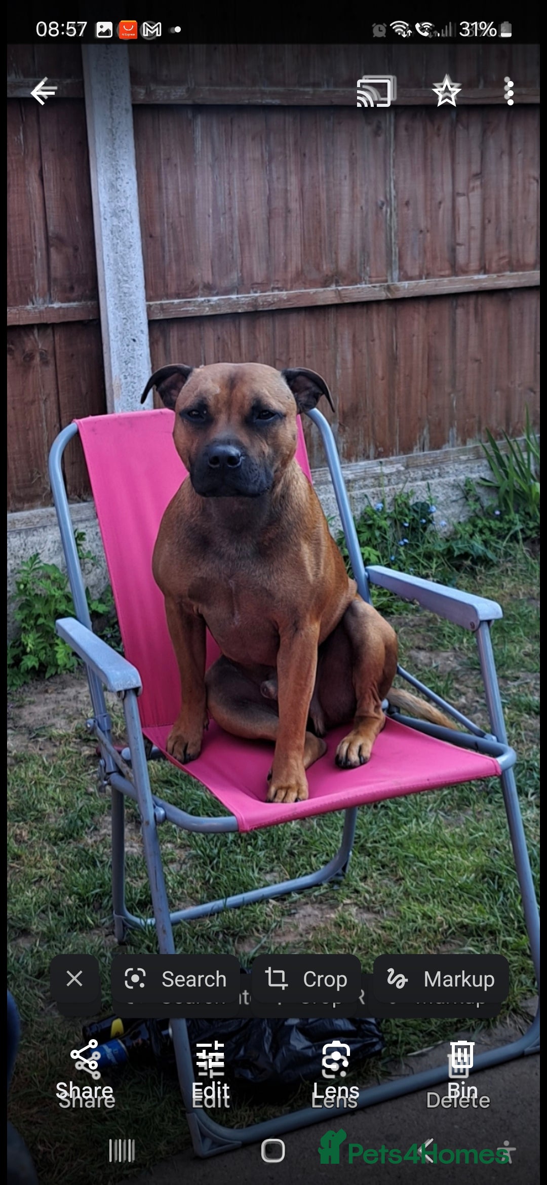 Staffordshire Bull Terrier dogs for sale: Staffordshire Bull terrier male red  - Image 17