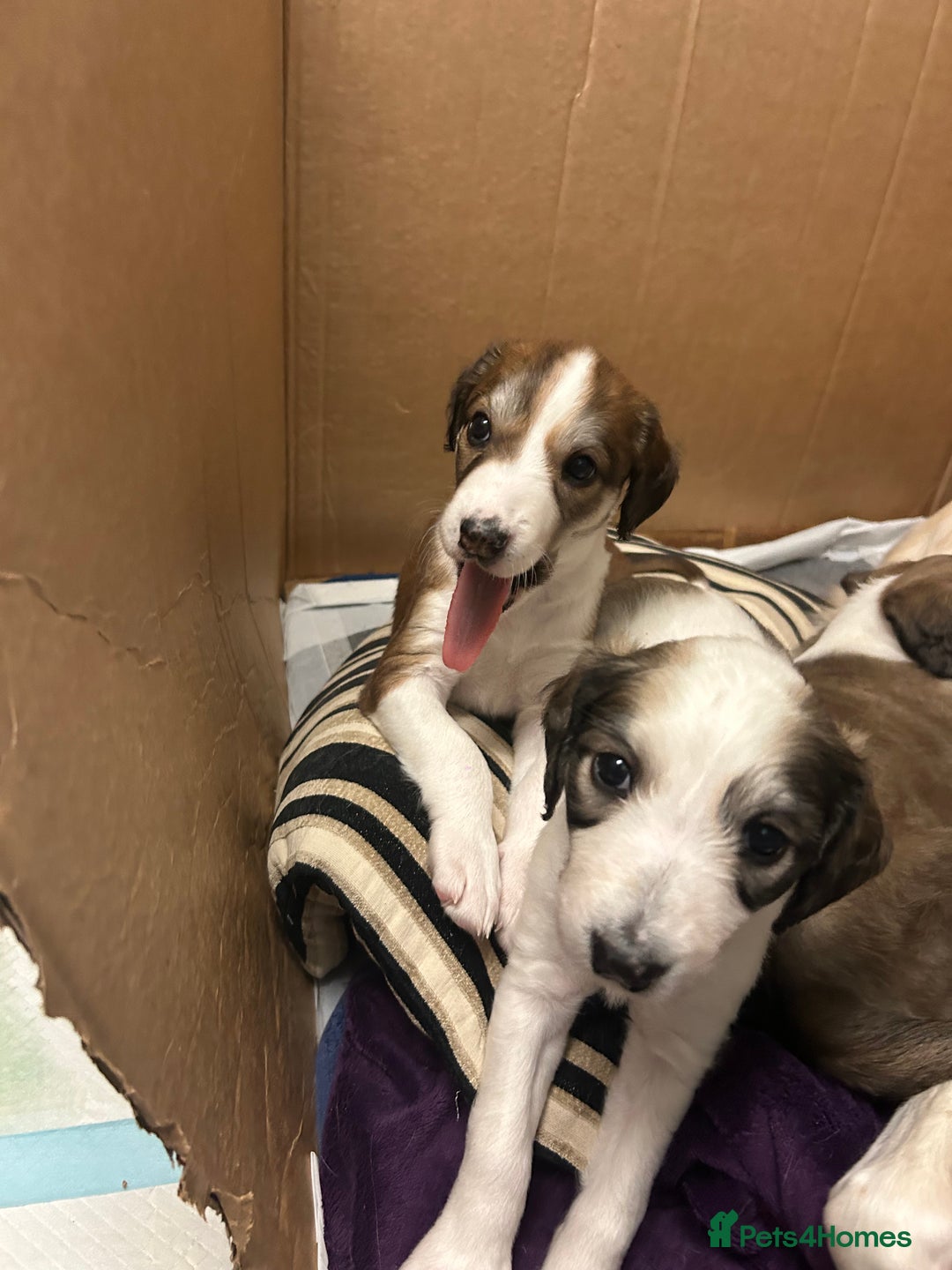 Mixed Breed dogs for sale: Stunning saluki cross Norfolk Wolly  lurcher  - Advert 10