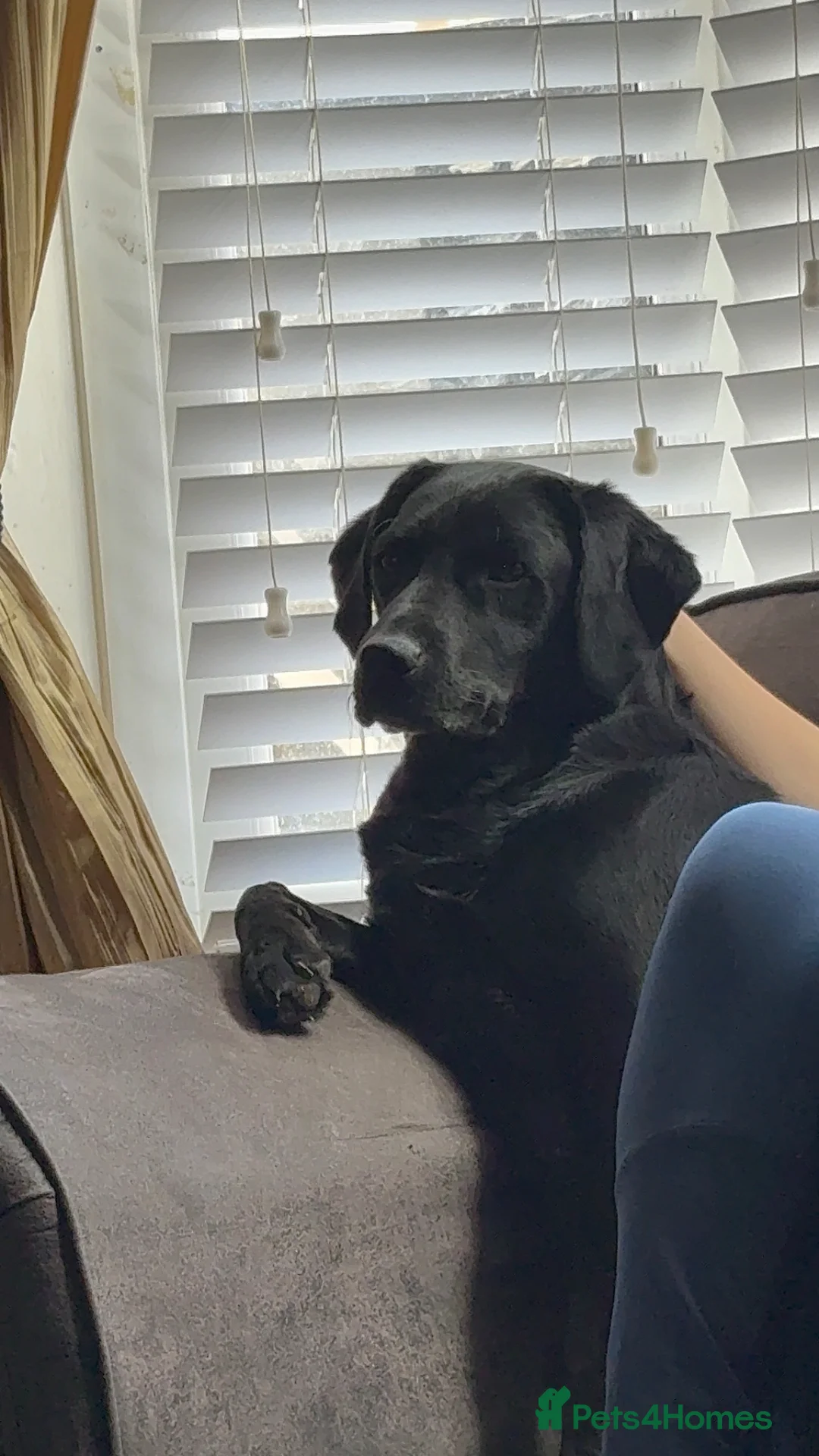 Labrador Retriever dogs for sale: Beautiful Labrador puppies  in Guisborough - Advert 1