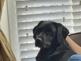 Labrador Retriever dogs Beautiful Labrador puppies - Advert 1