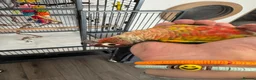 Conures birds for sale: Red factor, yellow sided pineapple conure - Advert 36