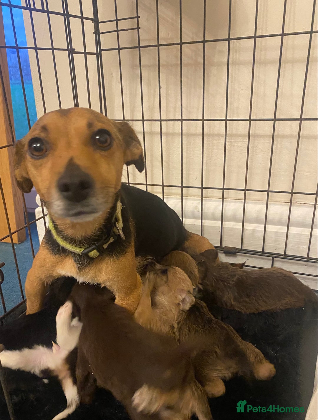 Jackapoo dogs for sale: Jackapoo puppies  - Advert 24