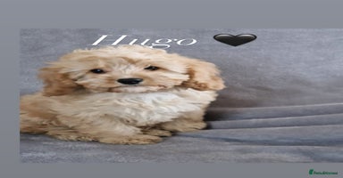 Cavapoochon dogs - Advert 8
