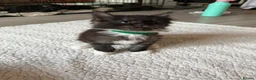 Mixed Breed cats for sale: Half MAINE COON x Domestic Cat - Advert 5
