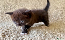 Exotic cats for sale: READY Silver Tabby cross exotic Fur Babies - Image 9