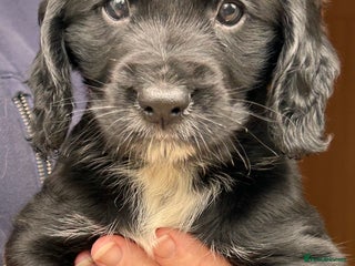 Cocker Spaniel dogs Beautiful working cocker spaniel puppies - Advert 12