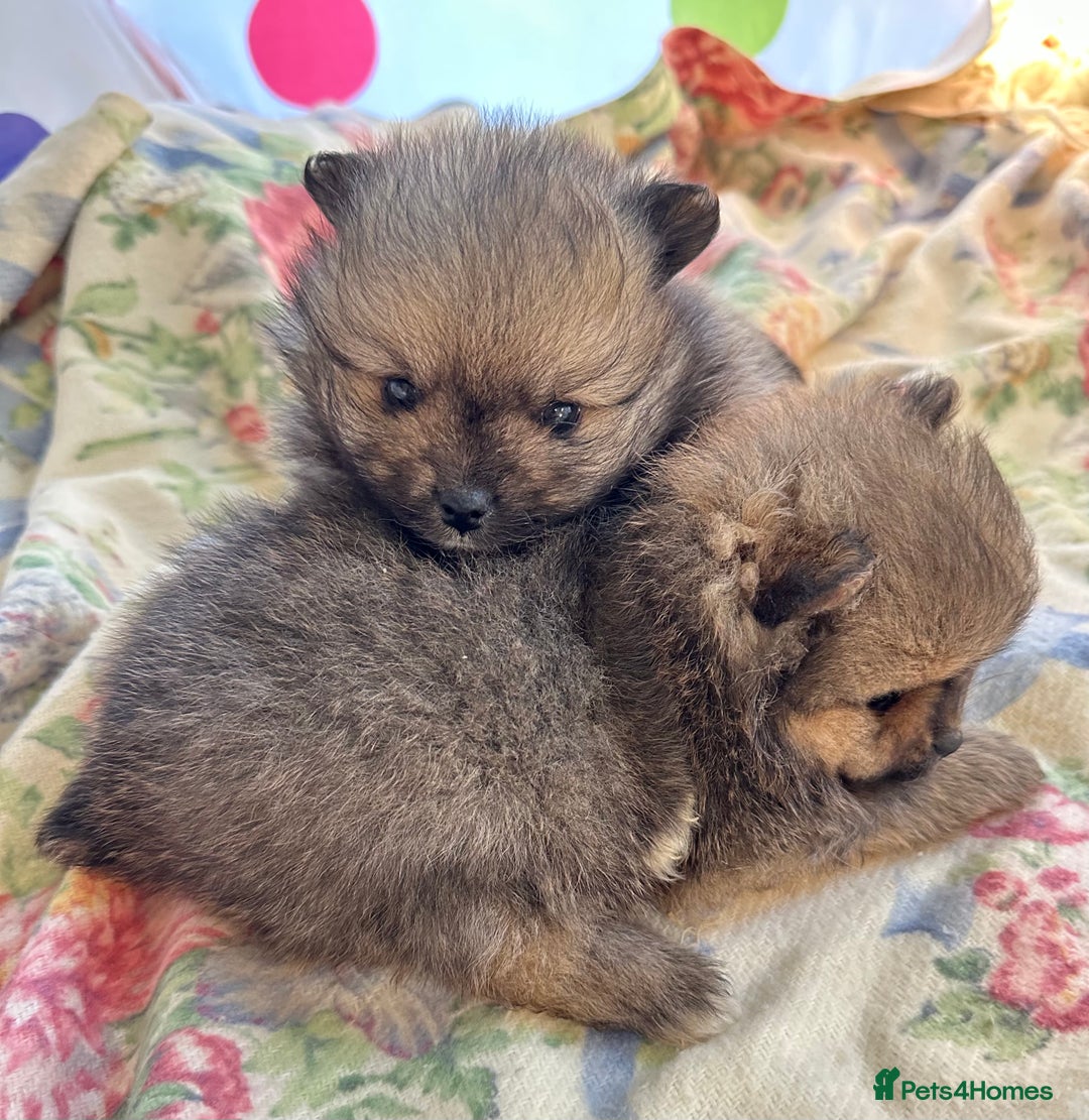 Pomeranian dogs for sale: Lovely Pomeranian puppies  - Advert 13