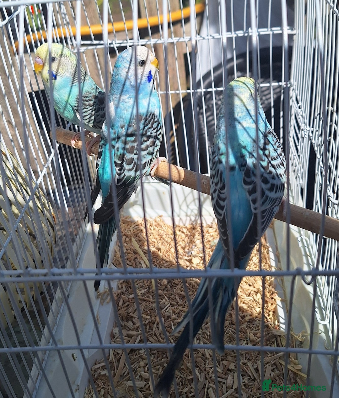 Budgerigars birds for sale: 3 blue Budgies.  And 2 male Chinese painted quails - Image 3