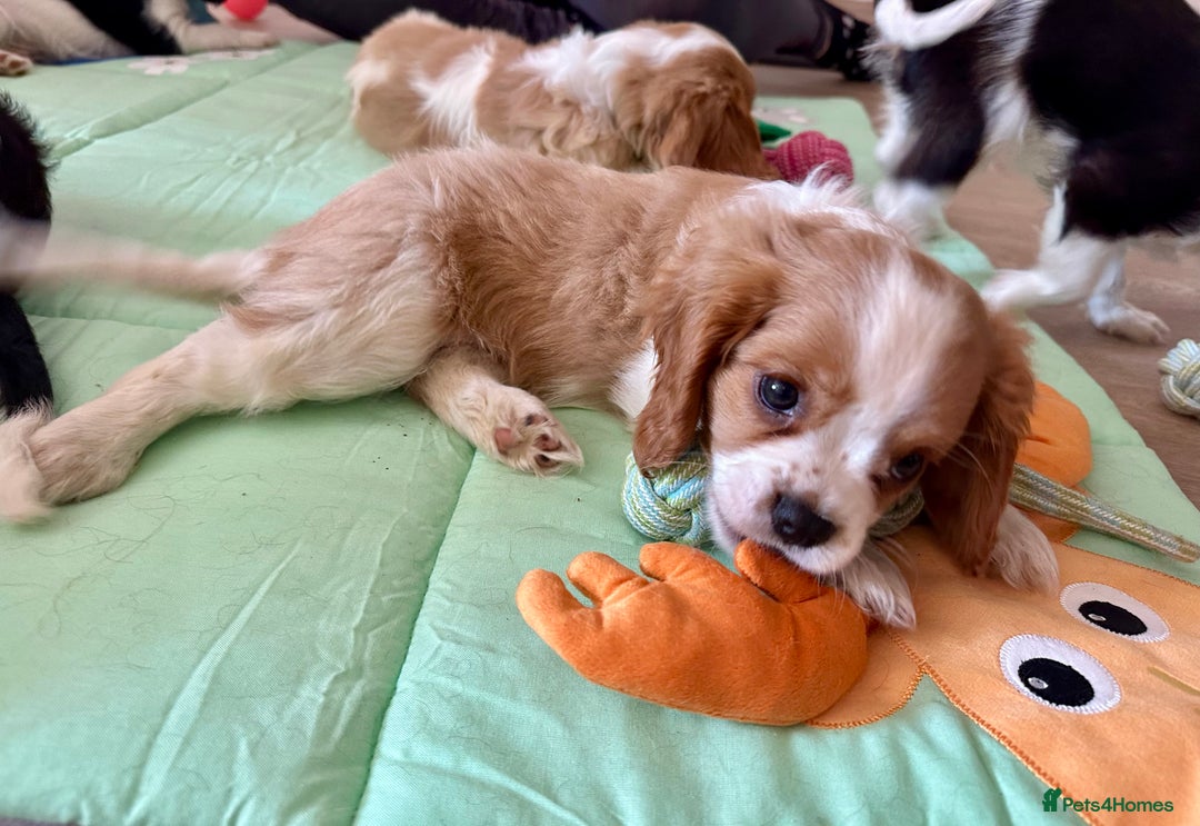 Cavalier King Charles Spaniel dogs for sale: Male KC reg & Health Tested Cavalier puppies - Image 26