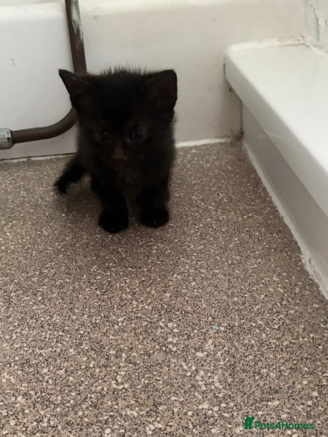 British Shorthair cats for sale: Kittens  - Advert 12