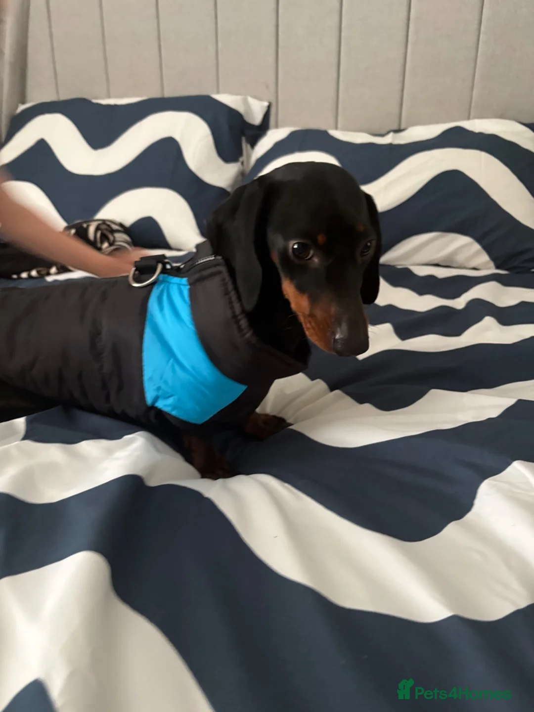Miniature Dachshund dogs for sale: Miniature daschund - Advert 4