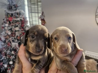 Dachshund dogs Stunning Dachshunds Viewing from 12 December - Advert 9