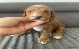 Australian Labradoodle dogs for sale: Australian Labradoodle Puppies – Ready Now🐶 - Image 11