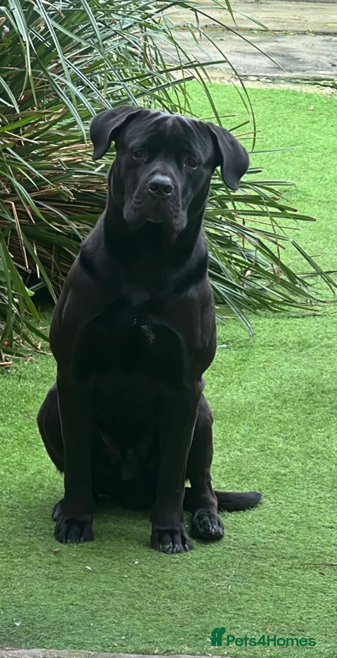 Cane Corso dogs for adoption: Boris - Advert 2