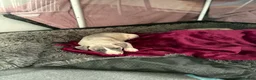Whippet dogs for sale: NEW KIDS ON THE BLOCK /STUNNING  RKC LITTER  - Advert 36