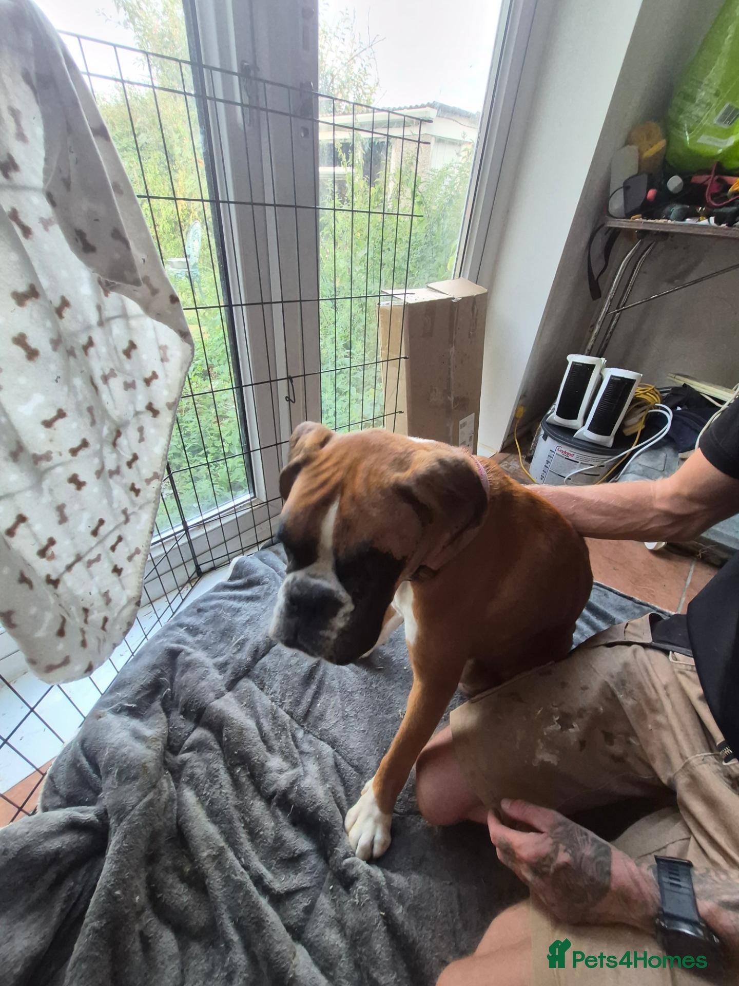 Boxer dogs 2 beautiful boxers left - Advert 2