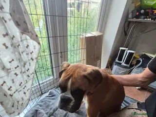 Boxer dogs 2 beautiful boxers left - Advert 2