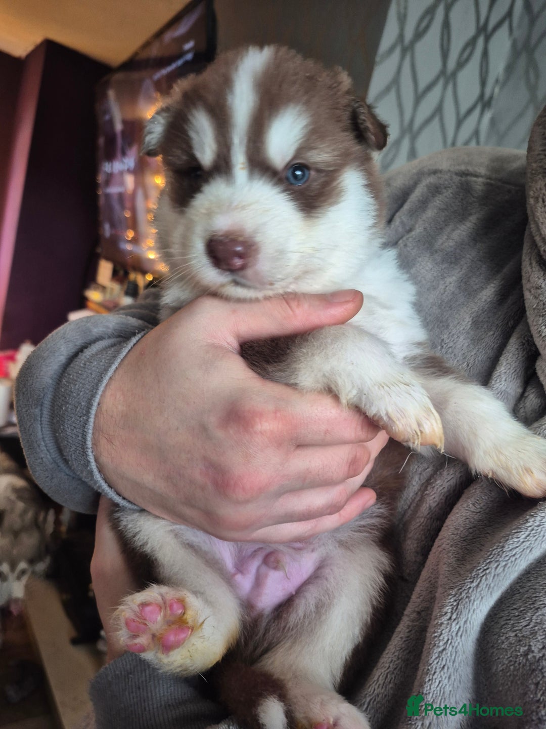 Alaskan Malamute dogs for sale: Beautiful husky malmute puppies ready NOW  - Advert 4