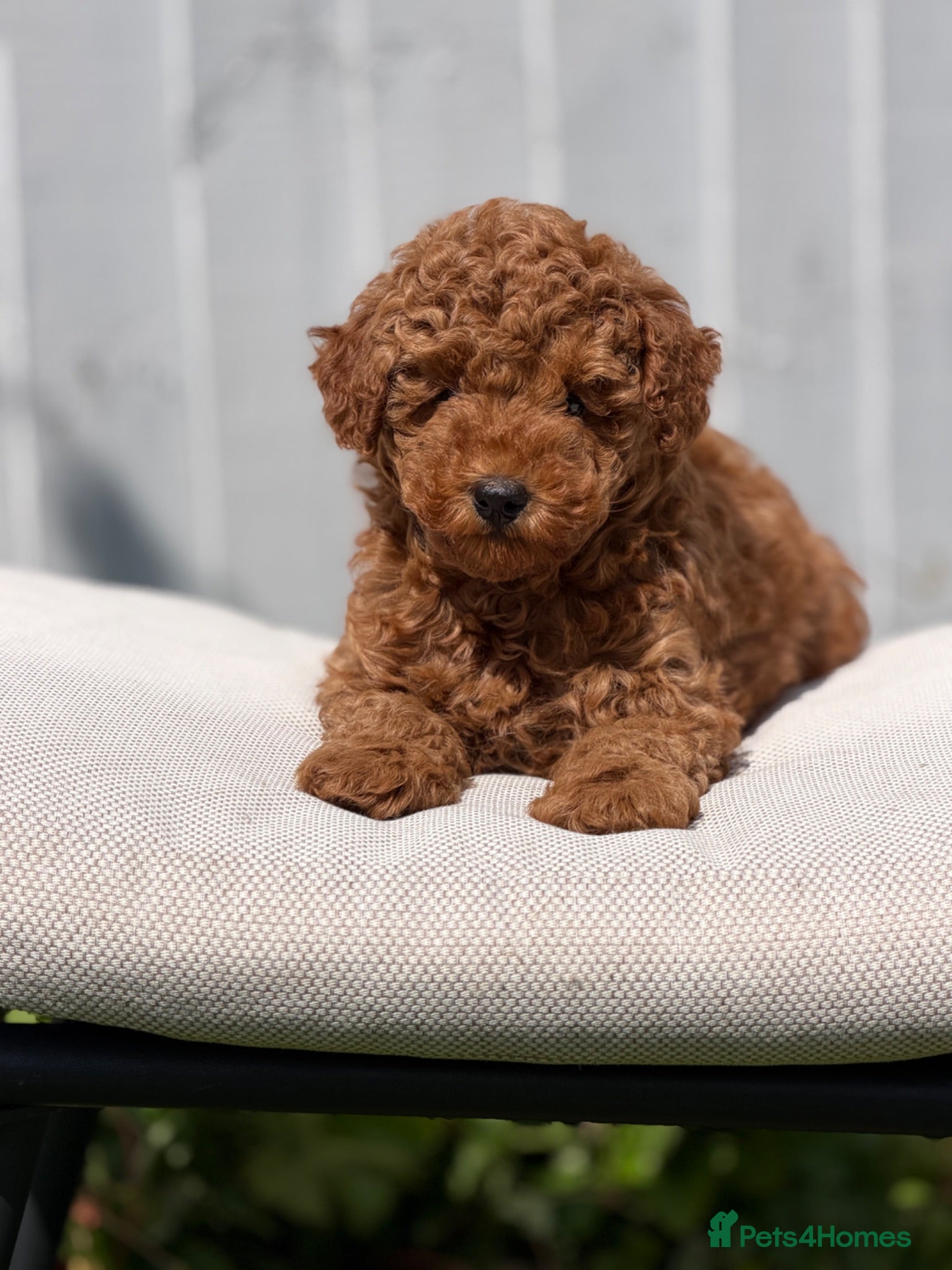 Toy Poodle dogs Beautiful Toy Poodle Boy ready to leave🐾❤️ - Advert 16
