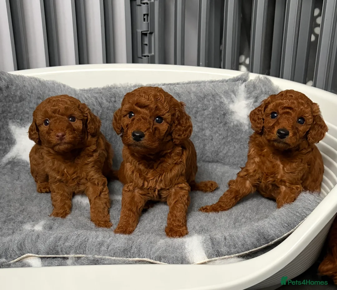 Cavapoo dogs for sale: F1 Cavapoo puppies  - Advert 1