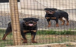 Rottweiler dogs for sale:  Rottweiler Puppies - READY NOW! 2 LEFT!  - Image 22