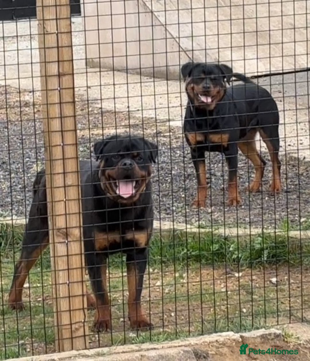 Rottweiler dogs for sale:  Rottweiler Puppies - READY NOW! 2 LEFT!  - Image 22