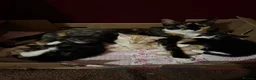 Mixed Breed cats for sale: Gorgeous kittens  - Advert 15