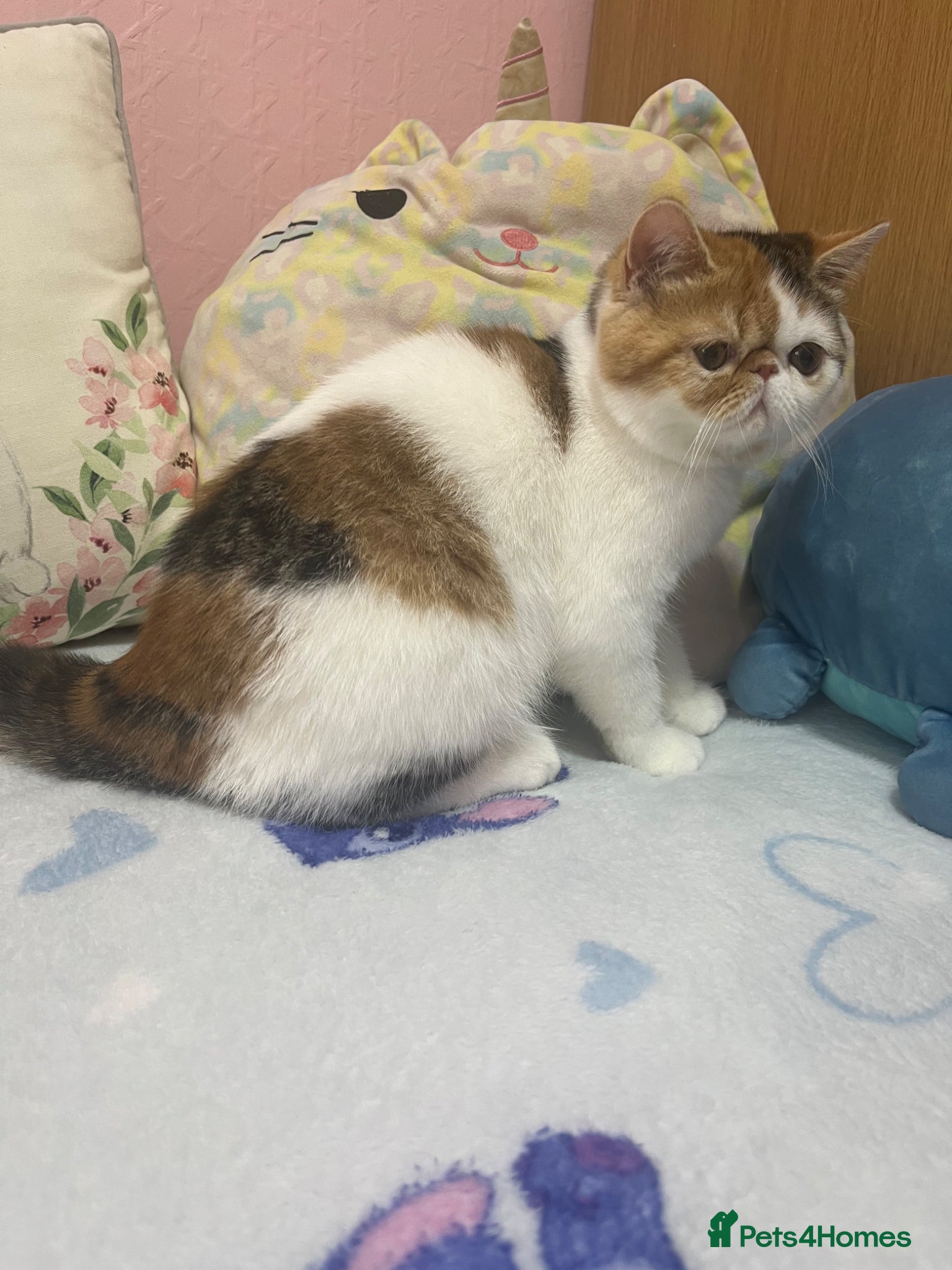 Exotic cats Exotic kittens  - Advert 1