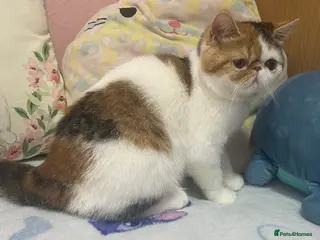 Exotic cats Exotic kittens - Advert 16