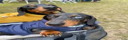 Miniature Dachshund dogs for sale: Adorable miniature dashounds. in Maldon - Advert 8