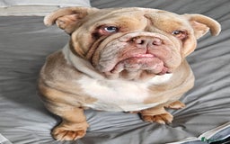 English Bulldog dogs for sale: Lilac Fawn Merle English Bulldog - Image 1