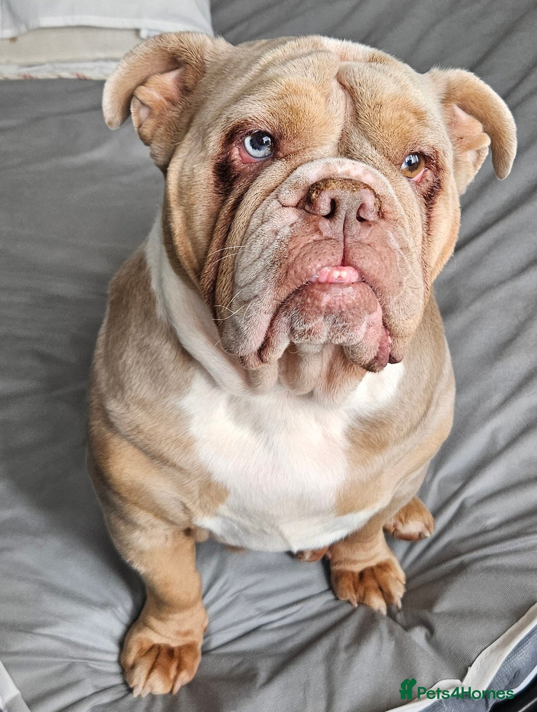 English Bulldog dogs for sale: Lilac Fawn Merle English Bulldog - Image 1